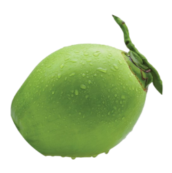 Fresh-Green-Coconut-PNG-Transparent-Image